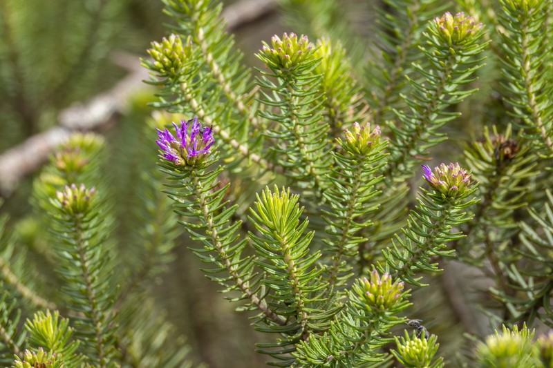 Lychnophora passerina photo 6