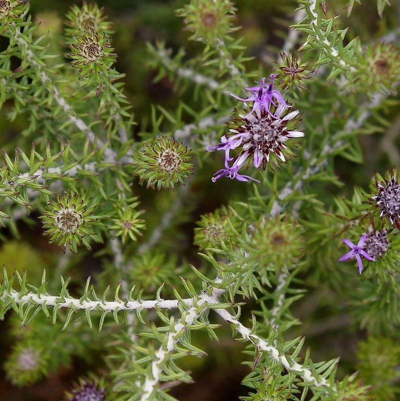 Lychnophora passerina photo 8