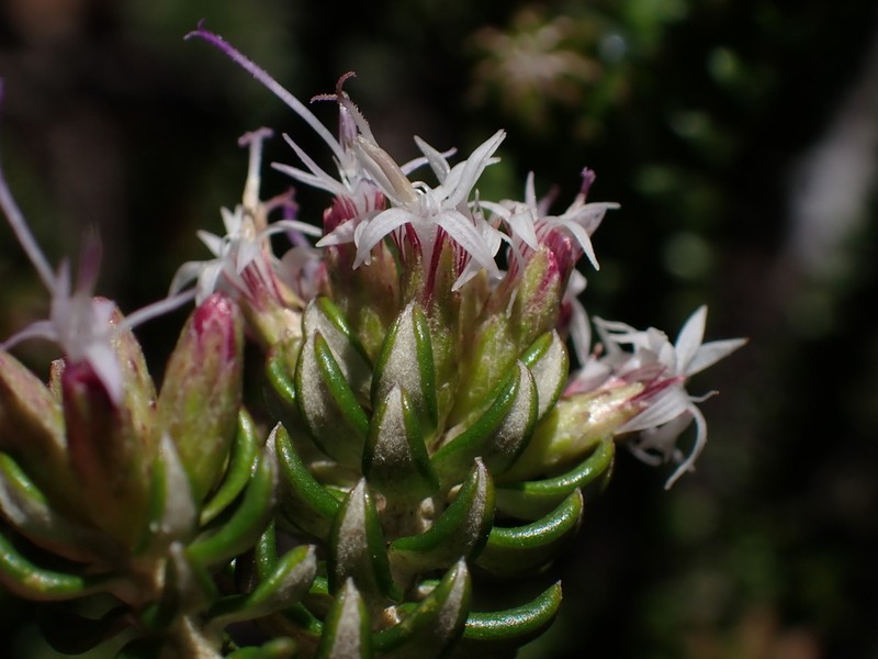 Lychnophora phylicifolia