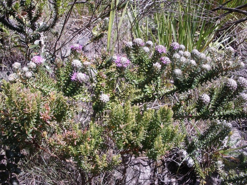 Lychnophora phylicifolia photo 2