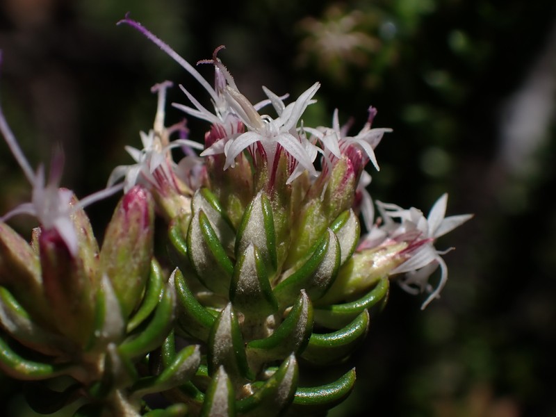 Lychnophora phylicifolia photo 5