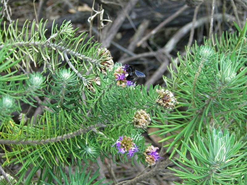 Lychnophora pinaster
