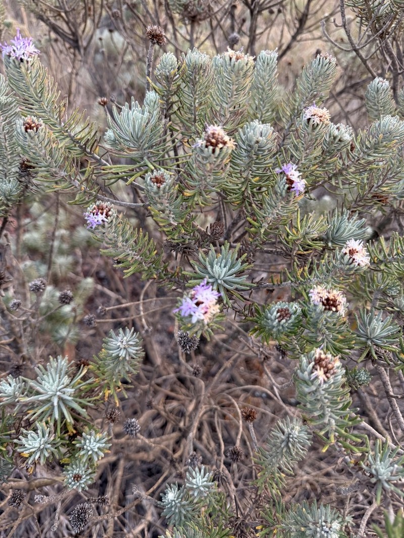 Lychnophora pinaster photo 3