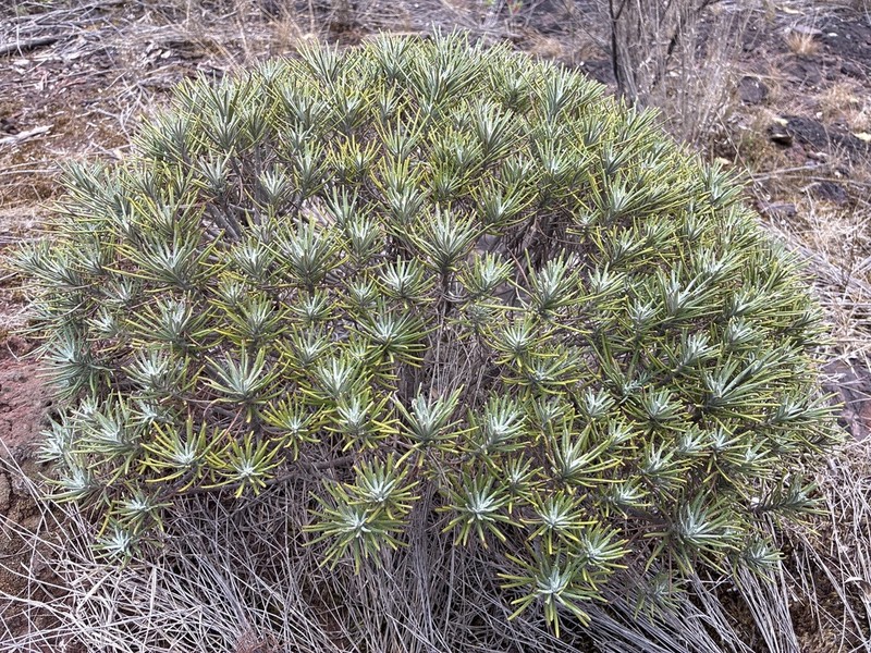 Lychnophora pinaster photo 5