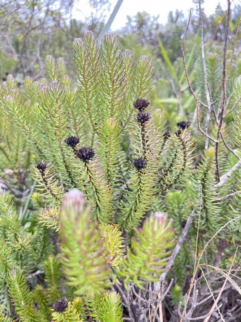 Lychnophora pinaster photo 6