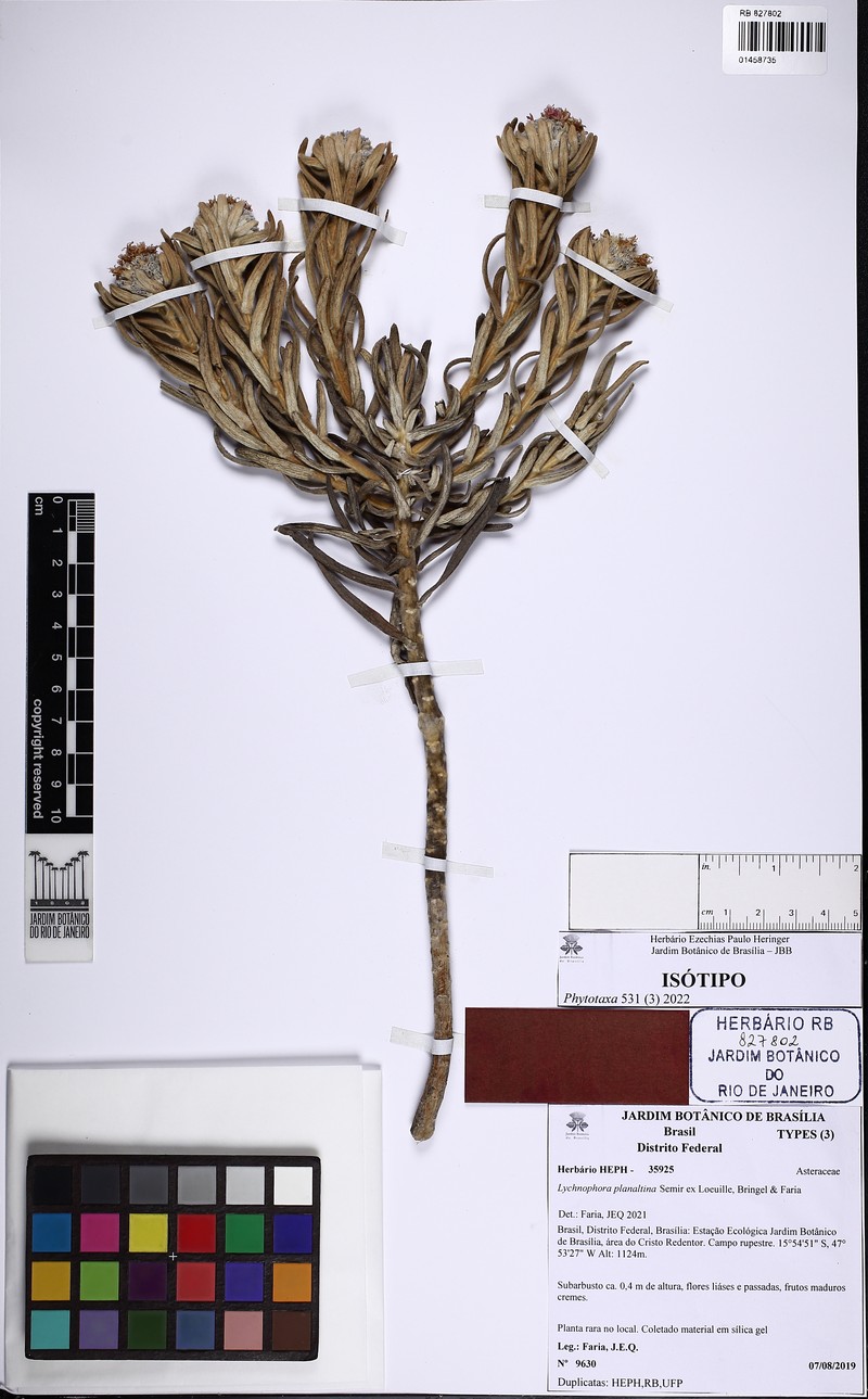 Lychnophora planaltina