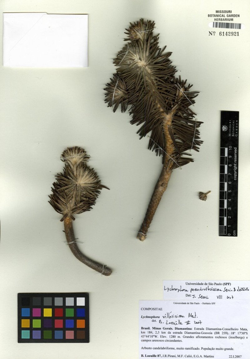 Lychnophora pseudovillosissima