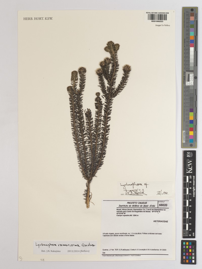 Lychnophora ramosissima
