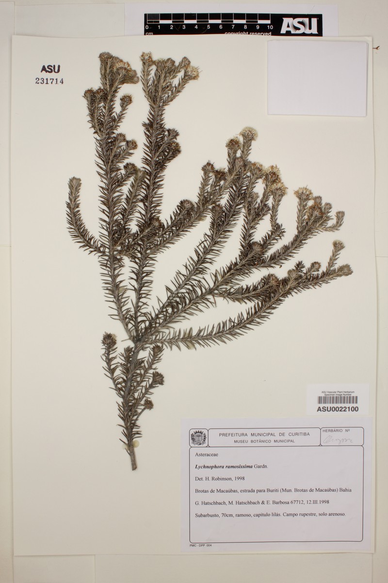 Lychnophora ramosissima photo 2