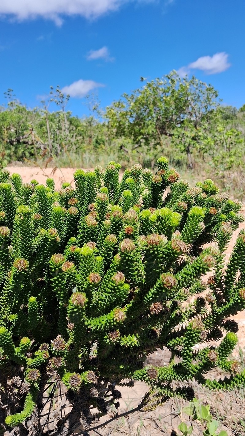 Lychnophora rosmarinifolia