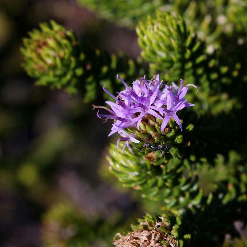 Lychnophora rosmarinifolia photo 2