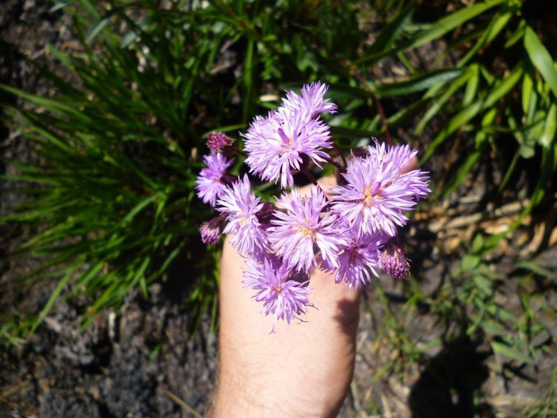Lychnophora rosmarinifolia photo 3