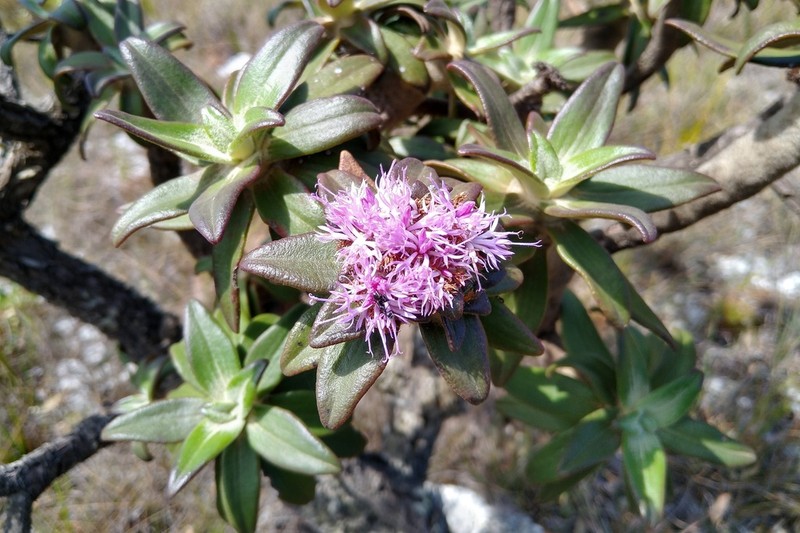 Lychnophora rupestris
