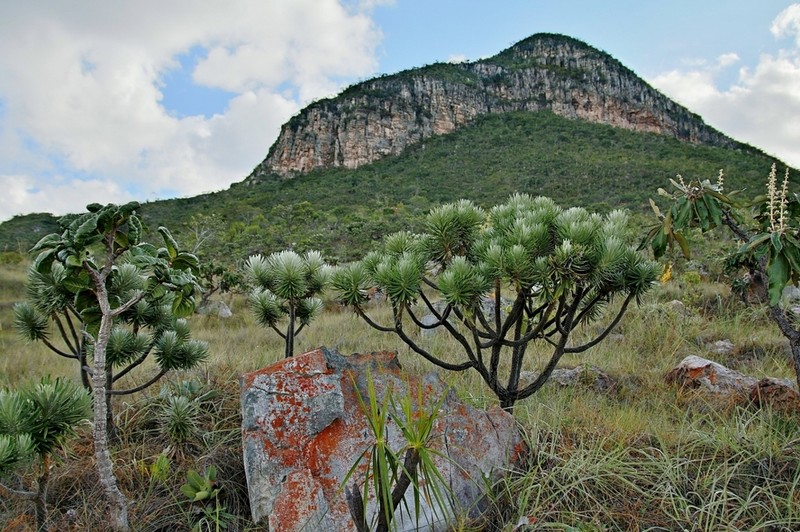 Lychnophora salicifolia