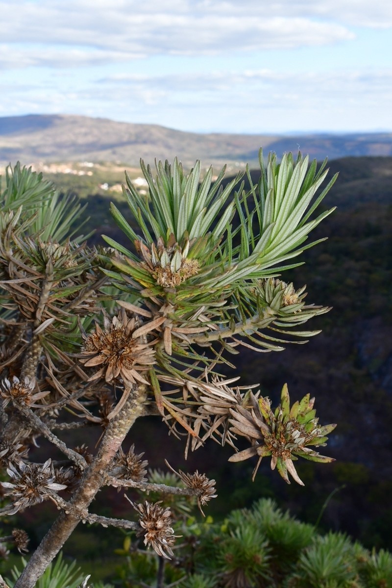 Lychnophora salicifolia photo 2