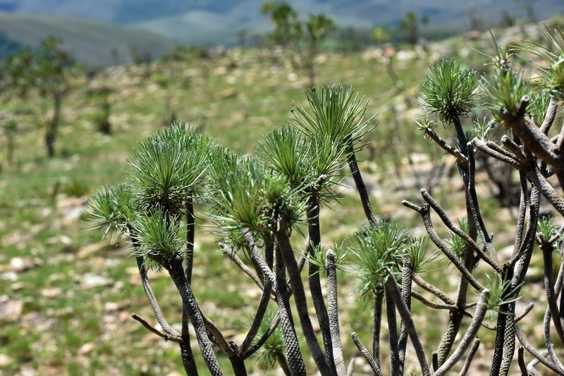 Lychnophora salicifolia photo 3