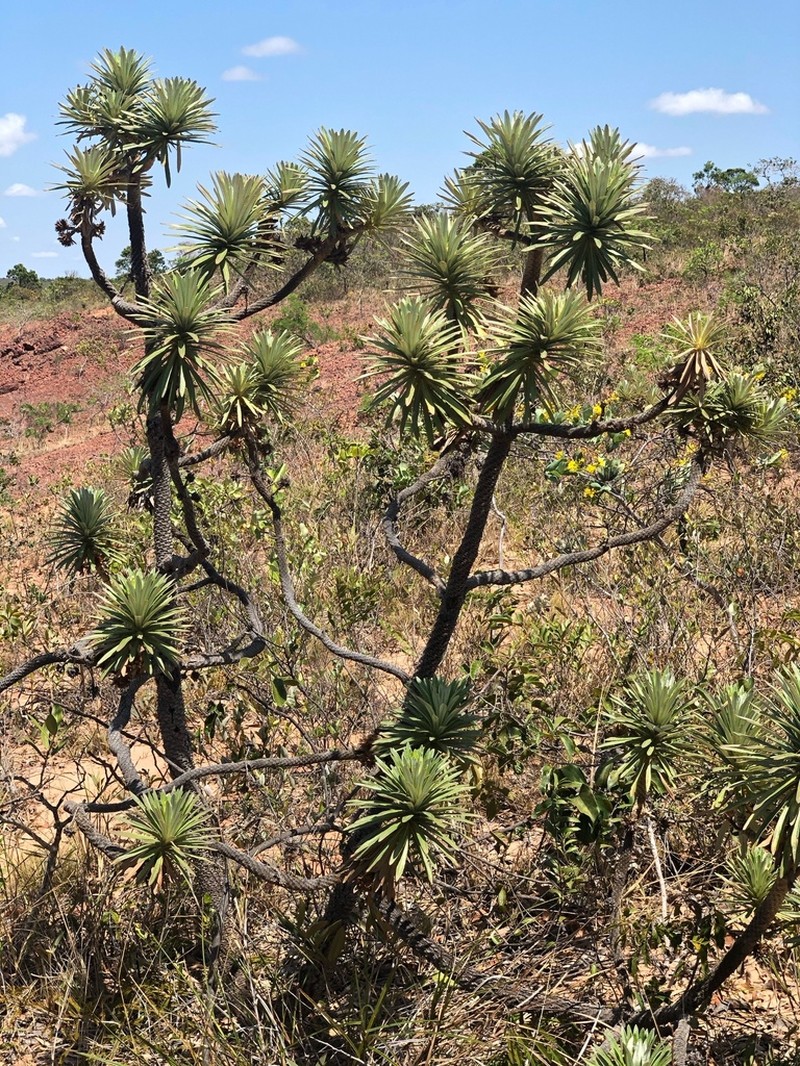 Lychnophora salicifolia photo 4
