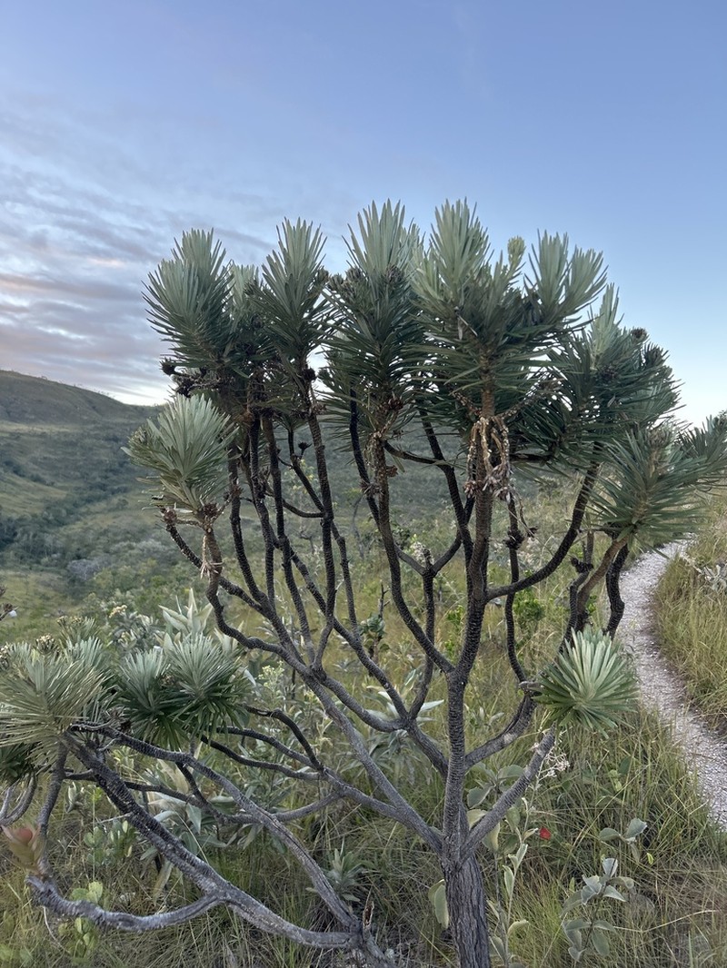 Lychnophora salicifolia photo 5