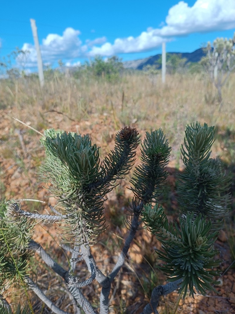 Lychnophora salicifolia photo 6