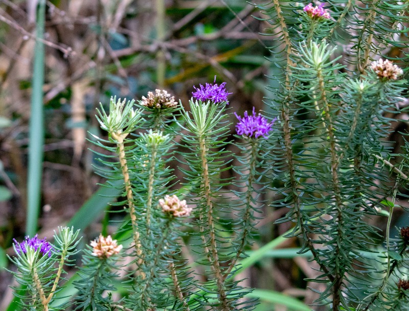 Lychnophora salicifolia photo 7