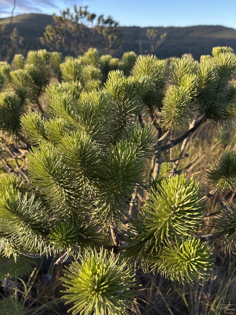Lychnophora salicifolia photo 8