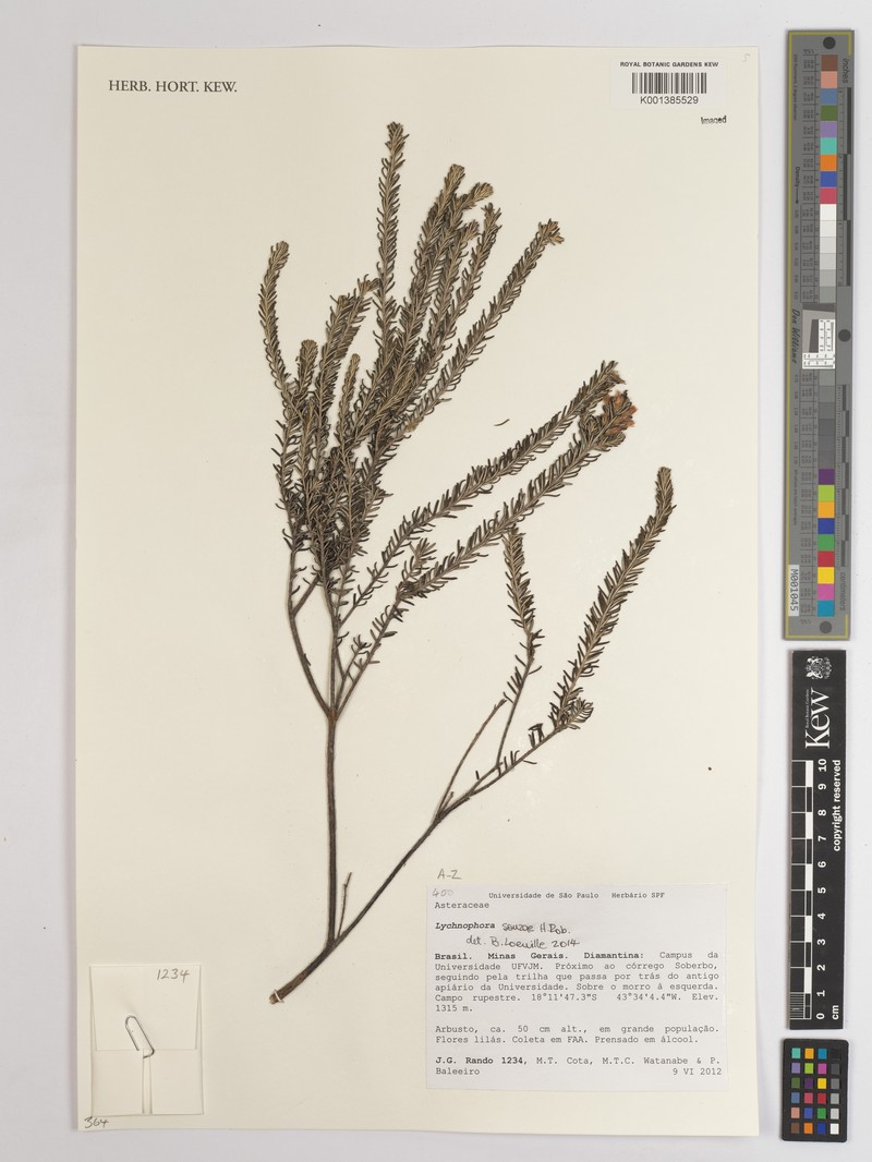 Lychnophora souzae
