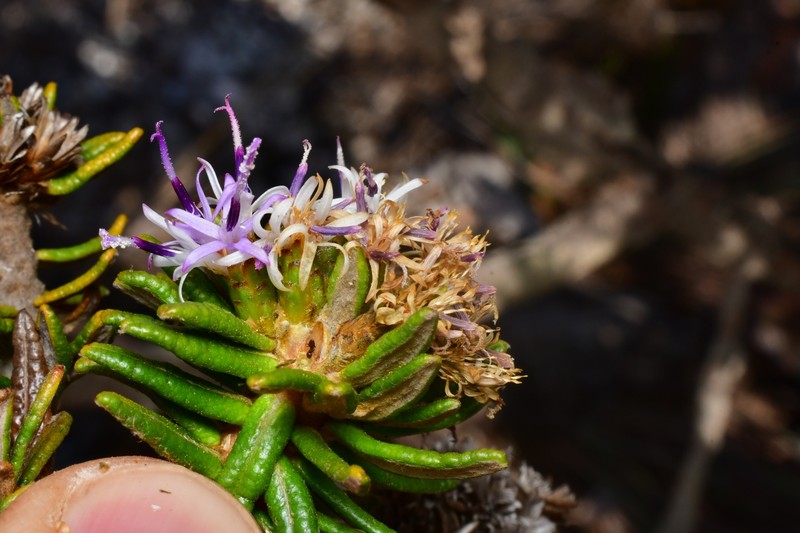 Lychnophora staavioides photo 2