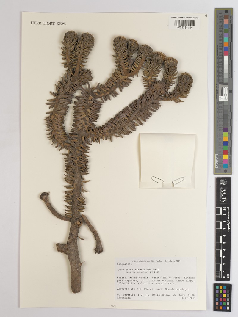 Lychnophora staavioides photo 3