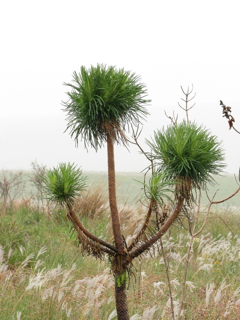 Lychnophora villosissima photo 2