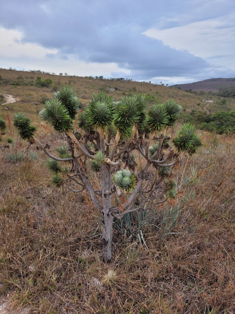 Lychnophora villosissima photo 4
