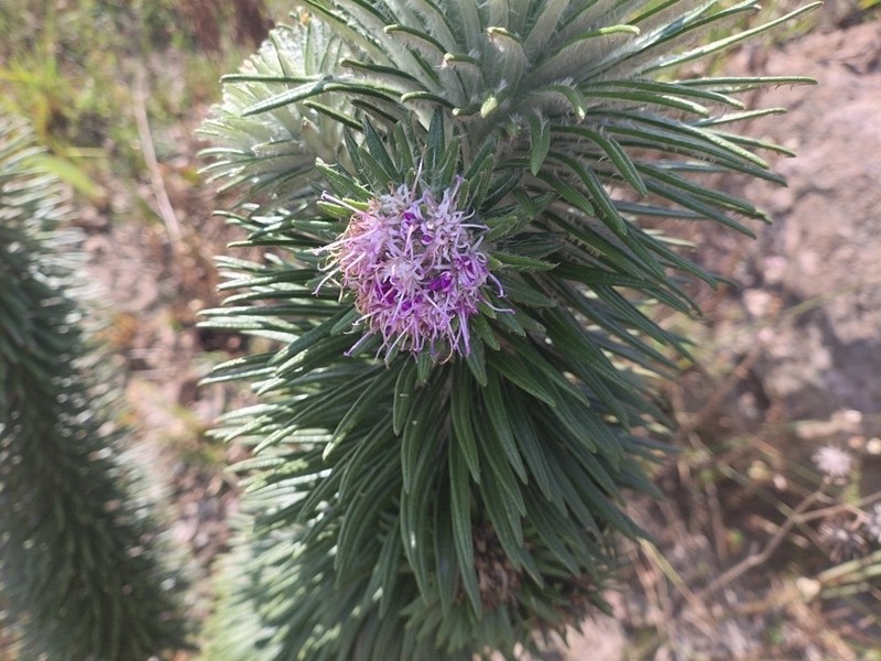 Lychnophora villosissima photo 5