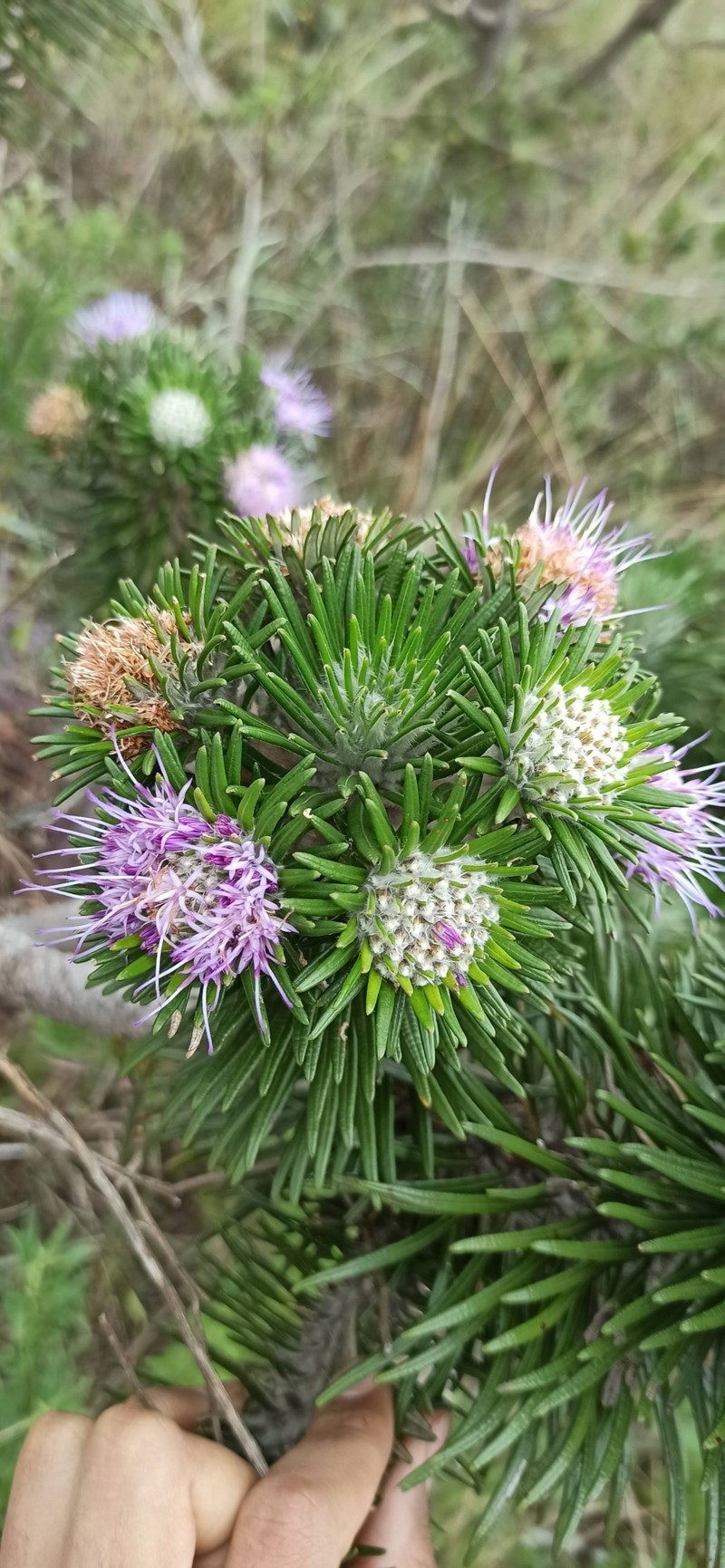 Lychnophora villosissima photo 6
