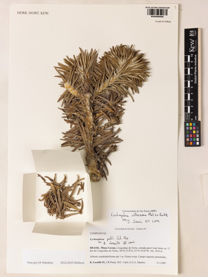 Lychnophora villosissima photo 7