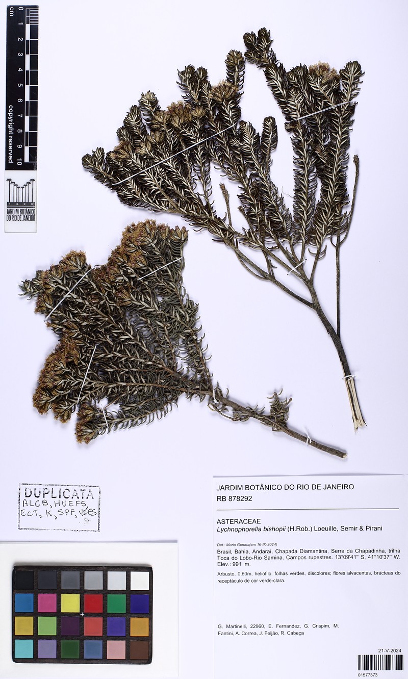 Lychnophorella bishopii