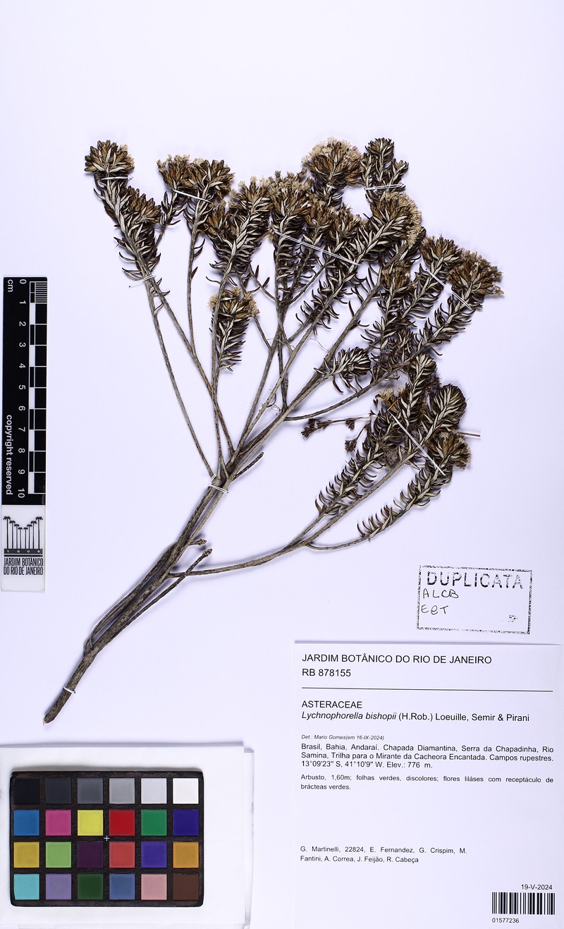 Lychnophorella bishopii photo 2