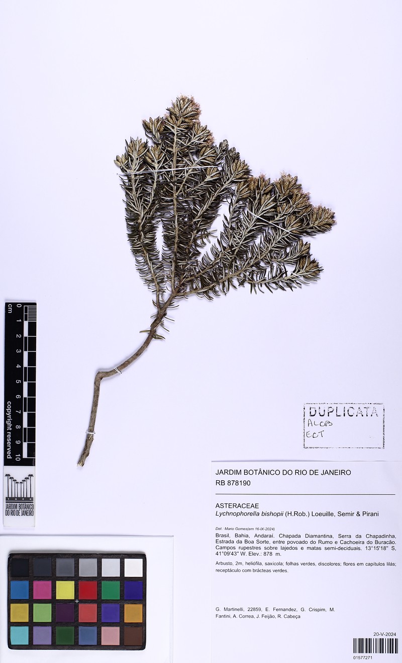 Lychnophorella bishopii photo 3