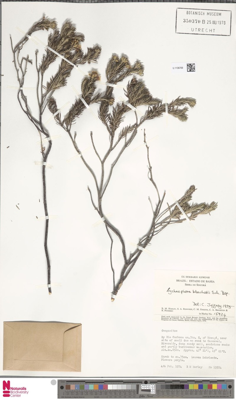Lychnophorella blanchetii
