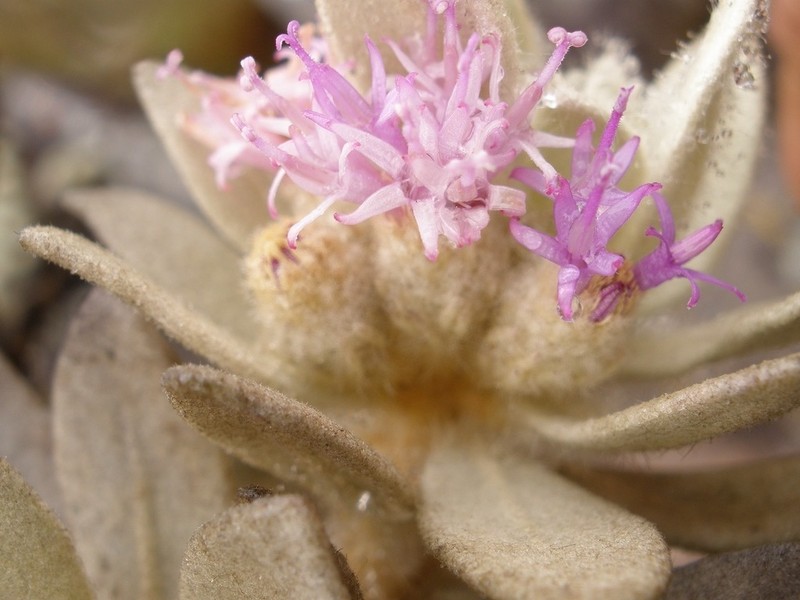 Lychnophorella leucodendron