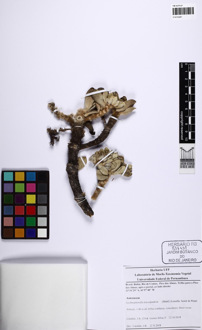 Lychnophorella leucodendron photo 2