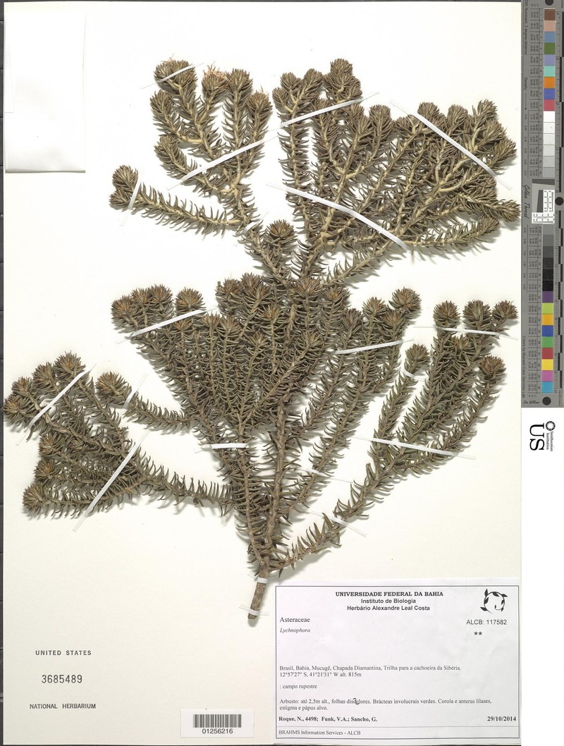 Lychnophorella morii