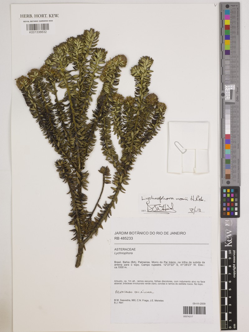 Lychnophorella morii photo 2