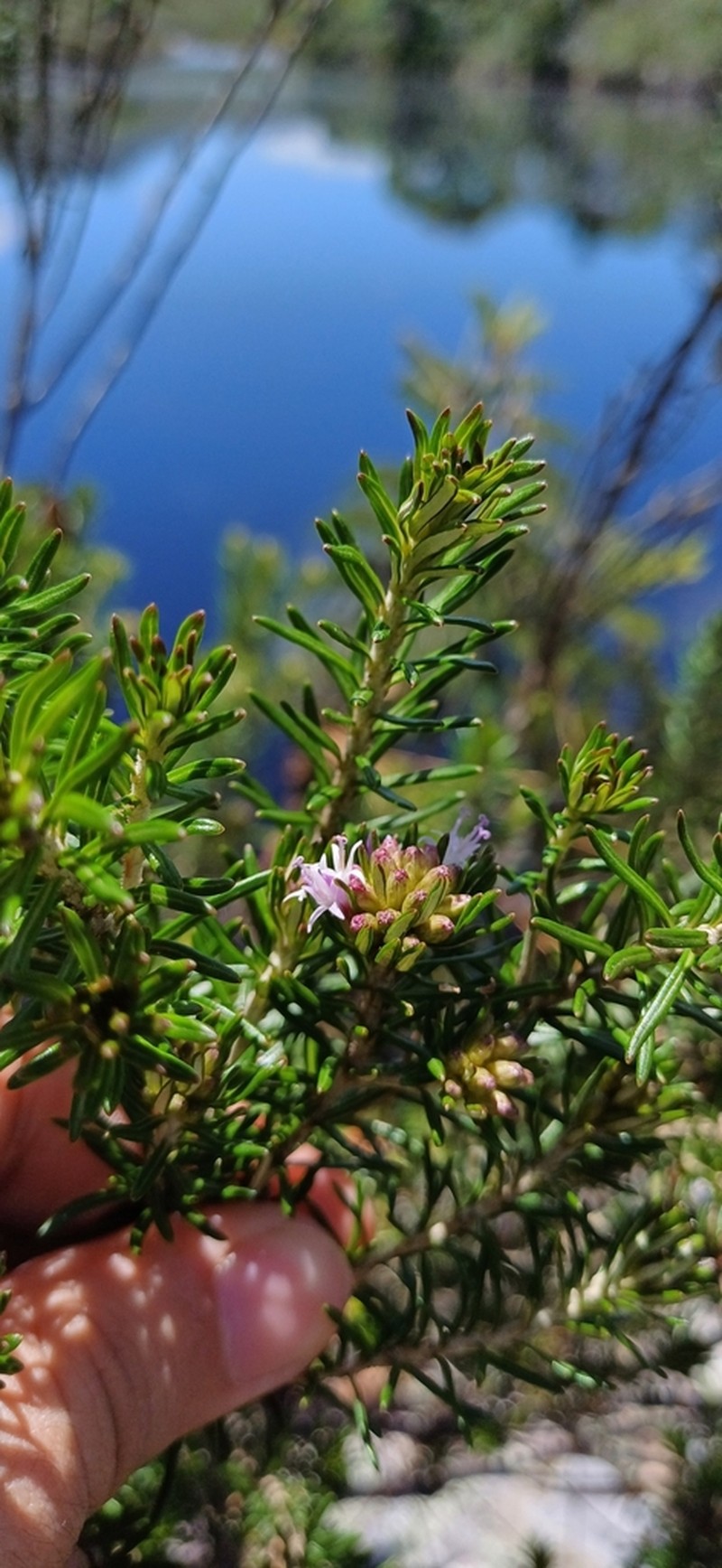 Lychnophorella regis