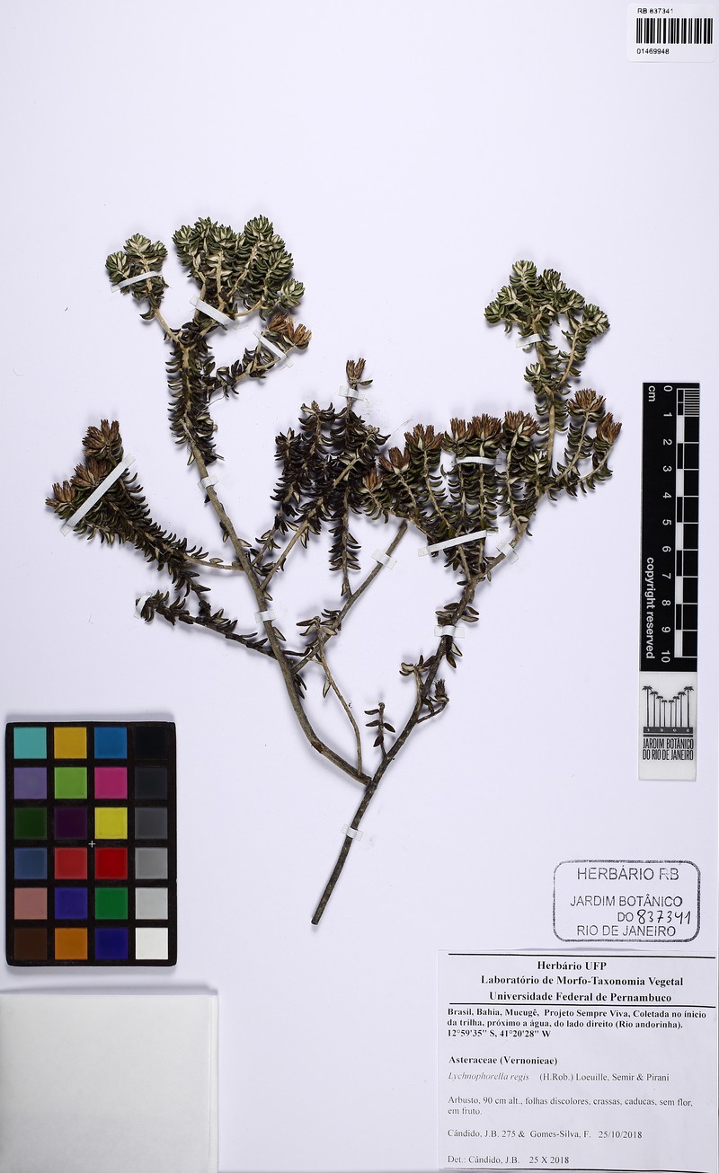 Lychnophorella regis photo 2
