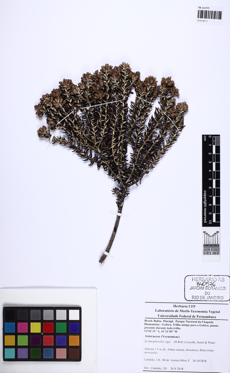 Lychnophorella regis photo 3
