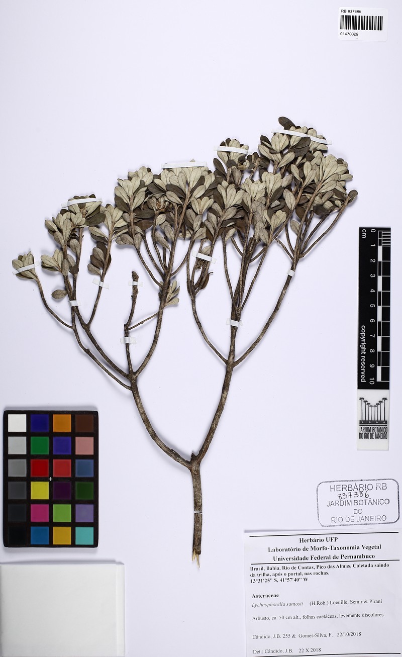 Lychnophorella santosii