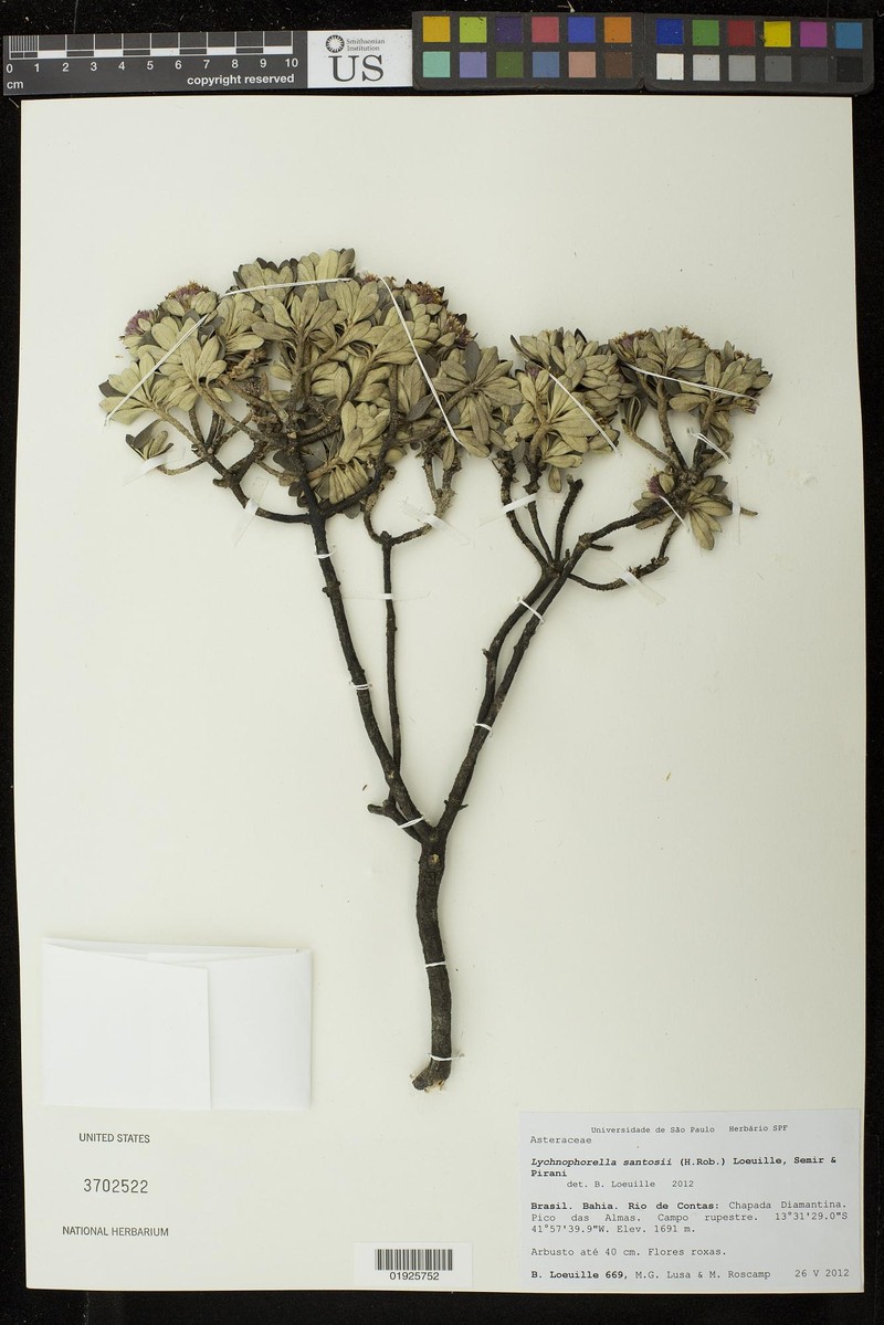 Lychnophorella santosii photo 2