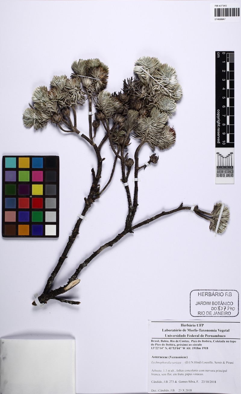 Lychnophorella sericea