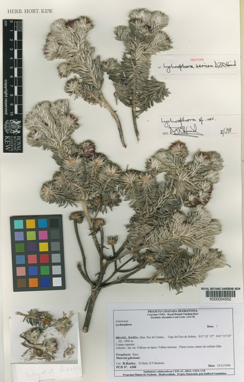 Lychnophorella sericea photo 2
