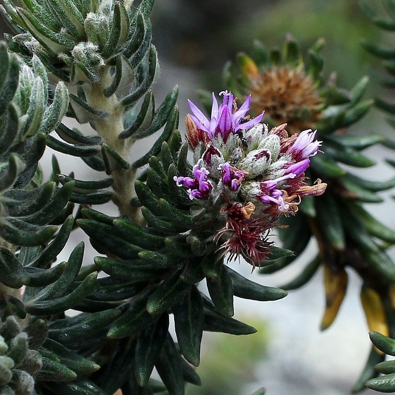 Lychnophorella triflora