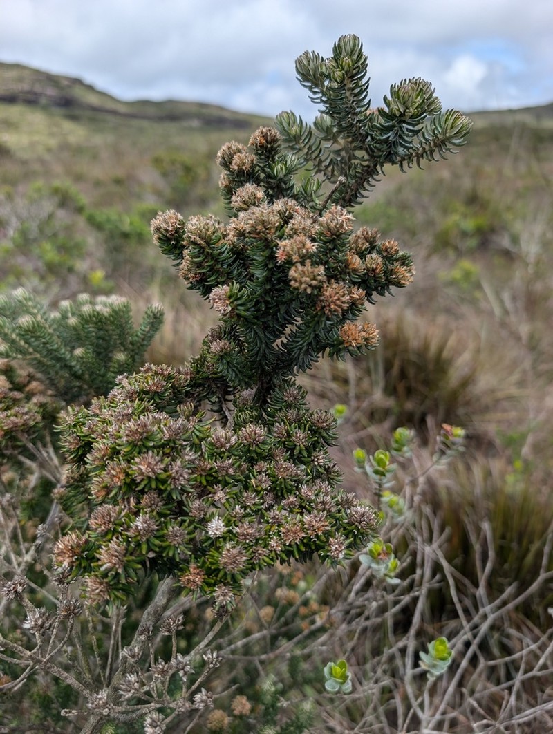 Lychnophorella triflora photo 2